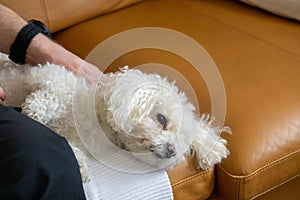 White Cute bichon dog cuddling to the man.