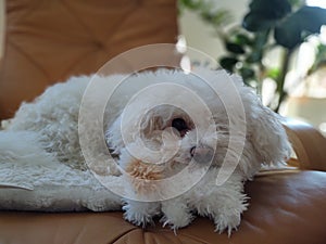 White Cute Bichon dog playing with the plush toy.