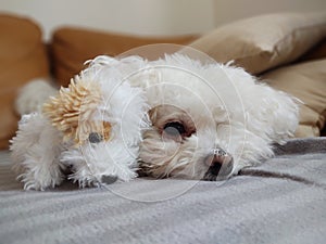 White Cute Bichon dog playing with the plush toy.