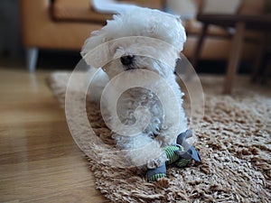 Roztomilý biely psík Bichon sa hrá s plyšovou hračkou.