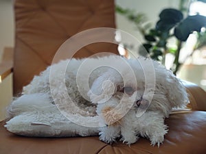 Roztomilý biely psík Bichon sa hrá s plyšovou hračkou.