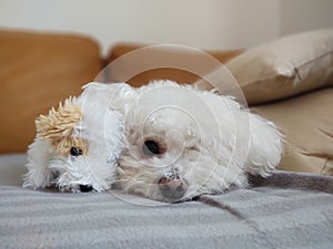 White Cute Bichon dog playing with the plush toy.