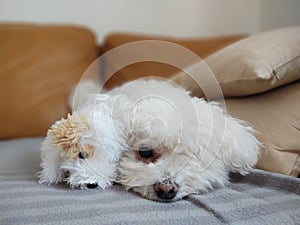 White Cute Bichon dog playing with the plush toy.