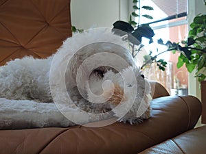 White Cute Bichon dog playing with the plush toy.