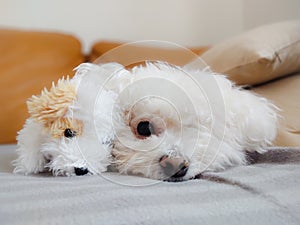 White Cute Bichon dog playing with the plush toy.