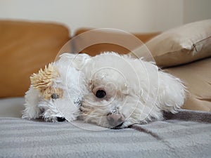 White Cute Bichon dog playing with the plush toy.