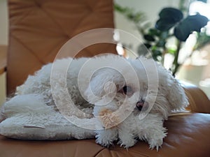 White Cute Bichon dog playing with the plush toy.