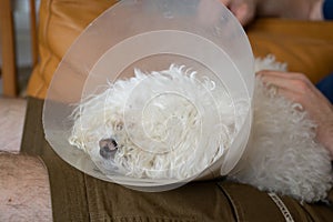 White cute Bichon dog with a protection collar after surgery.