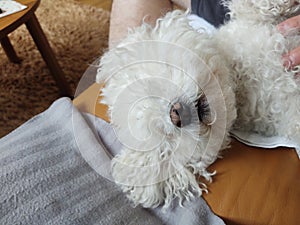 White cute Bichon dog sleeping on a pillow.