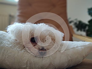 White cute Bichon dog sleeping on a pillow.