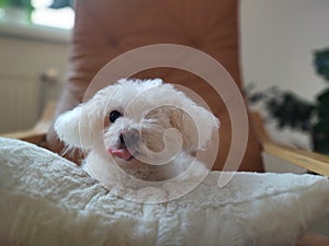 White cute Bichon dog sleeping on a pillow.