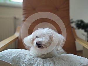 White cute Bichon dog sleeping on a pillow.