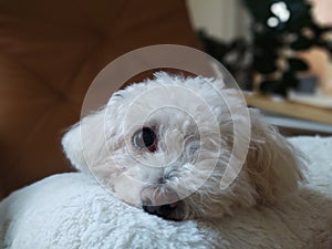 White cute Bichon dog sleeping on a pillow.