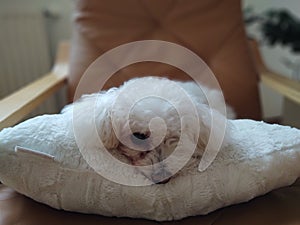 White cute Bichon dog sleeping on a pillow.
