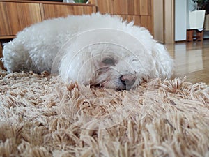 White cute Bichon dog sleeping on a pillow.