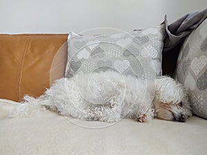 White cute Bichon dog sleeping on a pillow.