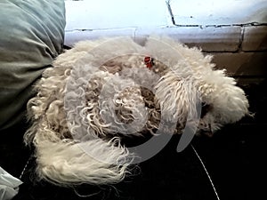 Biely roztomilý pes Bišonok spí na vankúši.