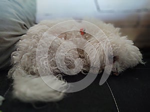 White cute Bichon dog sleeping on a pillow.