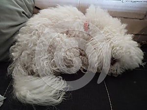 White cute Bichon dog sleeping on a pillow.