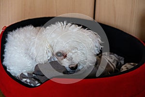 White cute Bichon dog sleeping on a pillow.