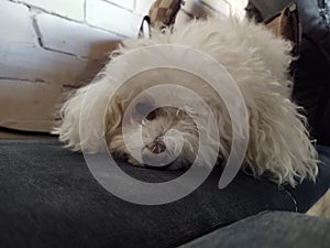 White cute Bichon dog sleeping on a pillow.