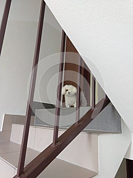 White cute Bichon dog standing on the stairs