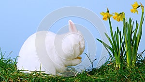 White cute bunny scratching his nose next to daffodils