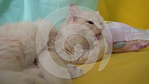 White and Cute Cat Licks and Washes. Licks Its Wool. Cat Lies in Pillows, Colorful Background. Pets Life