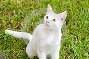 White cute cat sitting under the coconut tree