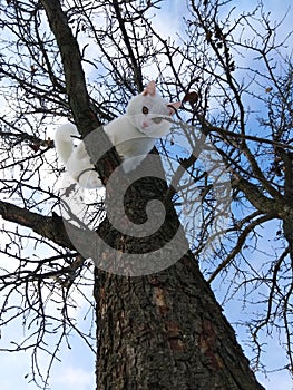 White cute cat on a tree branch