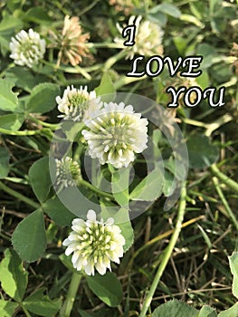 White cute flower photo with ` I Love You ` article