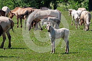 White cute foal. Horses with foals graze on green pasture. Bashkiria