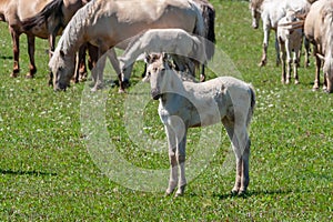 White cute foal. Horses with foals graze on green pasture. Bashkiria
