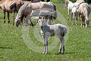 White cute foal. Horses with foals graze on green pasture. Bashkiria