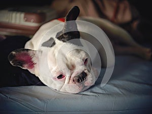 White cute french bulldog on blue bed photo