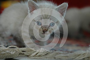White cute kitten playing