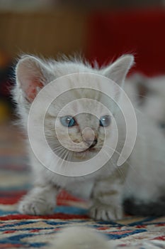 White cute kitten playing