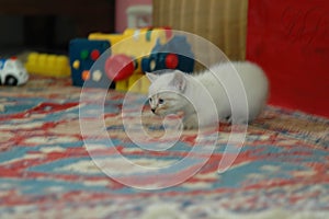 White cute kitten playing and looking at us
