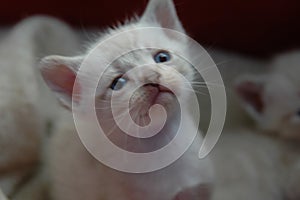 White cute kitten playing and looking at us