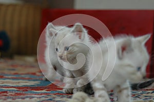 White cute kitten playing and looking at us