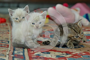 White cute kitten playing and looking at us