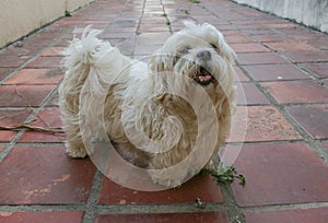 Cute white Lhasa Apso dog posing for the camera at home photo