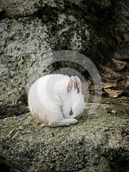 White cute little rabbit