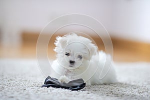 White cute maltese puppy, 2 months old looking at us