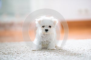 White cute maltese puppy, 2 months old looking at us