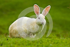 White cute rabbit