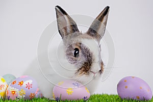 White, cute rabbit and Easter eggs. A hare on a green meadow. Easter background with copy space. Art little easter bunny and