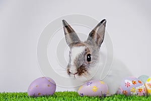 White, cute rabbit and Easter eggs. A hare on a green meadow. Easter background with copy space. Art little easter bunny and