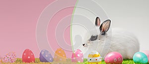 White, cute rabbit and Easter eggs. Panorama. A hare on a green meadow. Easter background with copy space. Art little easter bunny