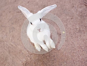 White cutie rabbit portrait looking front wise to viewer in farm